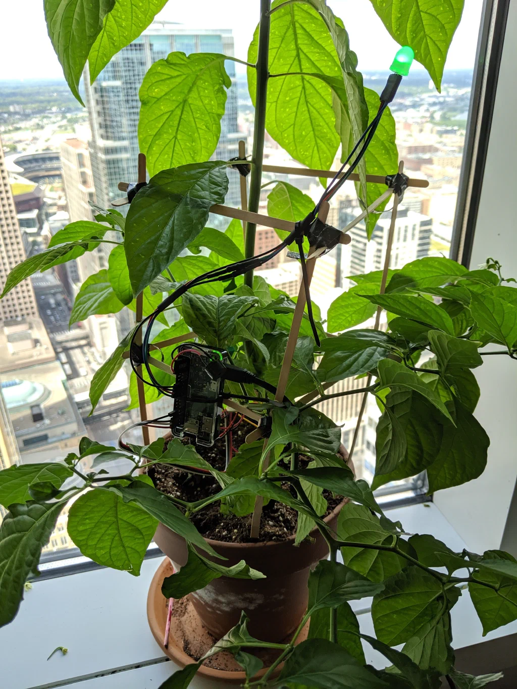 Chocolate Ghost Pepper Plant